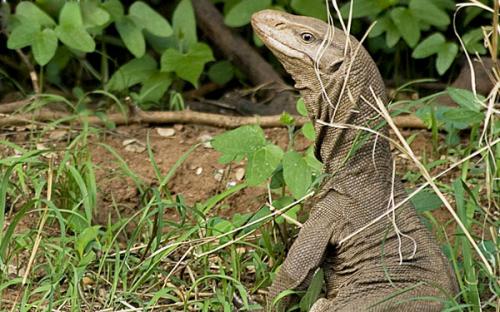 sariska national park